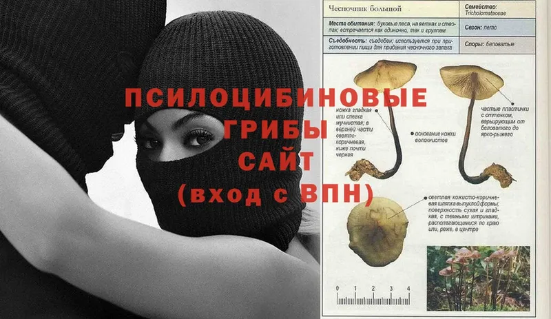 Псилоцибиновые грибы GOLDEN TEACHER  где продают   Новошахтинск 